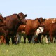 What is better – grass or grain fed?