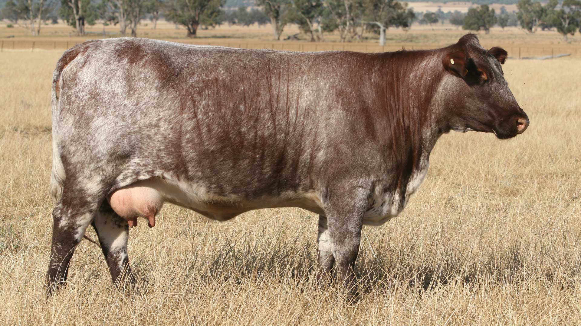 The Ideal Beef Cow