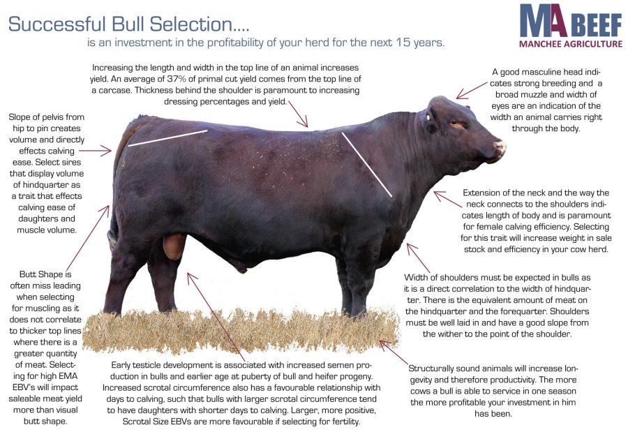 Successful Bull Selection diagram