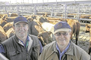 Shorthorn’s top Mt Gambier sale