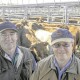 Shorthorn’s top Mt Gambier sale