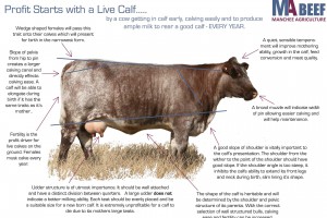 Profitability Starts with a Live Calf