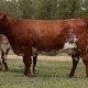 2015 Beef Australia Genomix Auction