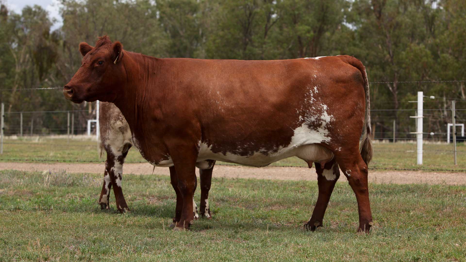 2015 Beef Australia Genomix Auction