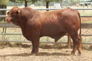 New Sire for the Durham Tropical program