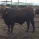 2016 Res Champion RNA Paddock to Plate pen